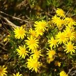 Euryops chrysanthemoidesफूल