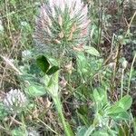 Trifolium diffusum Flower