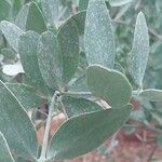 Simmondsia chinensis Φύλλο