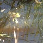 Utricularia stellaris Habitat