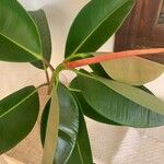 Ficus elasticaList