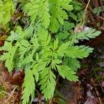 Dicentra eximia Blatt