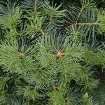 Abies concolor Лист