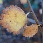 Betula nana Fruto