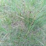 Carex praecox आदत