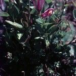 Polygala californica 整株植物