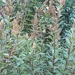 Spiraea salicifolia 形態