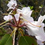 Rhododendron vernicosum 果