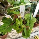 Begonia abdullahpieei Hábito
