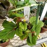 Begonia abdullahpieei