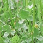 Rumex scutatus Hoja