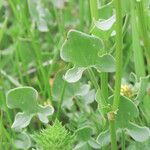 Rumex scutatus Feuille