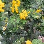 Genista monspessulana 形態