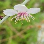 Prunus scoparia Flor