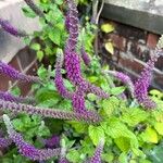 Teucrium hircanicum Flower