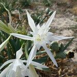 Pancratium maritimum Flor
