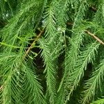 Taxodium distichum Feuille