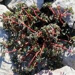 Euphorbia dendroides Habit