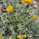 Helichrysum arenarium Levél