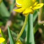 Ranunculus ophioglossifolius 花