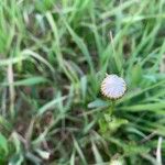 Leucanthemum ircutianum Квітка