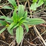 Flaveria trinervia Leaf