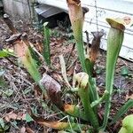 Sarracenia rubra Alkat (teljes növény)