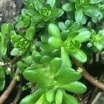 Sedum spathulifolium 葉