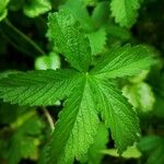 Potentilla reptansFulla