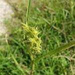 Cenchrus spinifex Фрукт