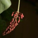 Isertia spiciformis Floro