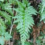 Asplenium adiantum-nigrum 葉