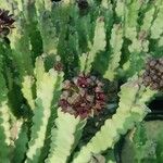 Caralluma arabica Flor