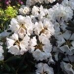 Rhododendron yakushimanum Flower