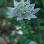 Astrantia maxima Flower