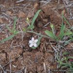 Convolvulus equitans Hábito