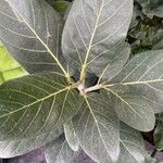 Ficus benghalensisList