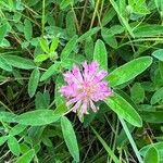 Trifolium medium Blomst