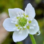 Ranunculus hystriculus Flower