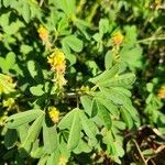 Crotalaria pycnostachya Hoja