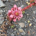 Sempervivum montanum Virág