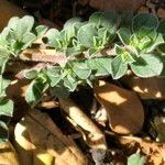 Galenia pubescens Foglia