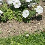 Petunia axillaris Flors