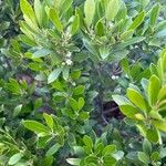 Ilex glabra Ліст