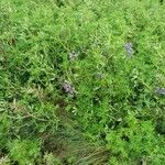 Lupinus nootkatensis Цвят