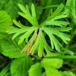 Geranium dissectum ഇല