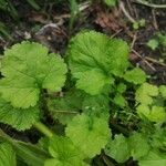 Geum macrophyllum Willd.Folio