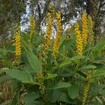 Crotalaria mitchellii Облик