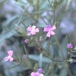 Silene muscipula Fula
