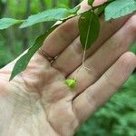 Euonymus verrucosus Fruit